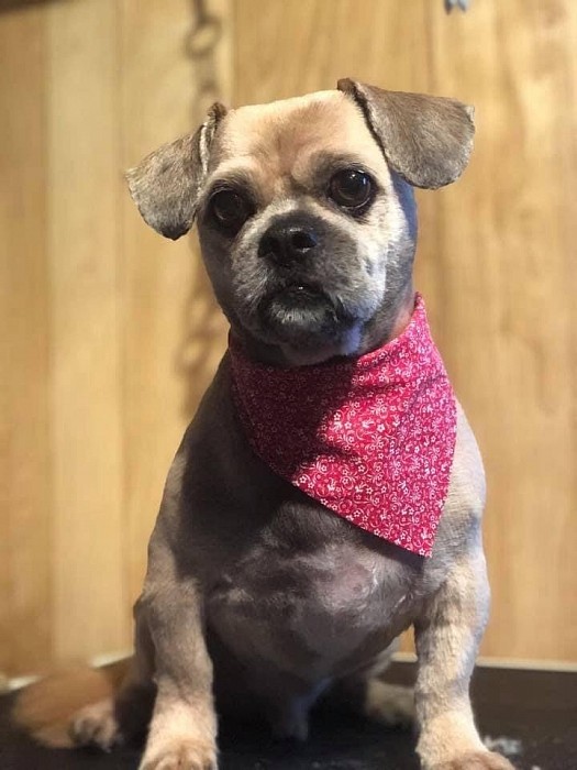 Cat and Dog Grooming Sparta Tennessee