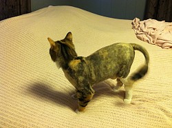 firefly in a shorthair lion cut